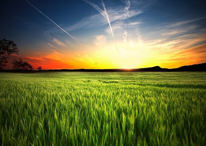 Green Wheat Field — Serene, Sunset