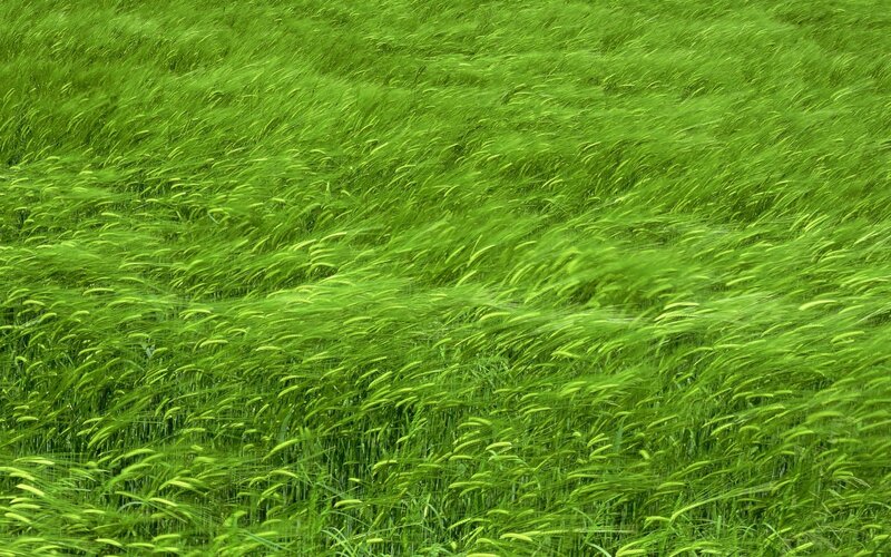 green wheat field swaying