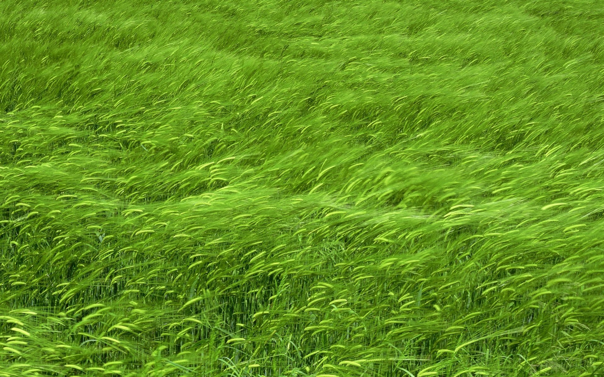 green wheat field swaying