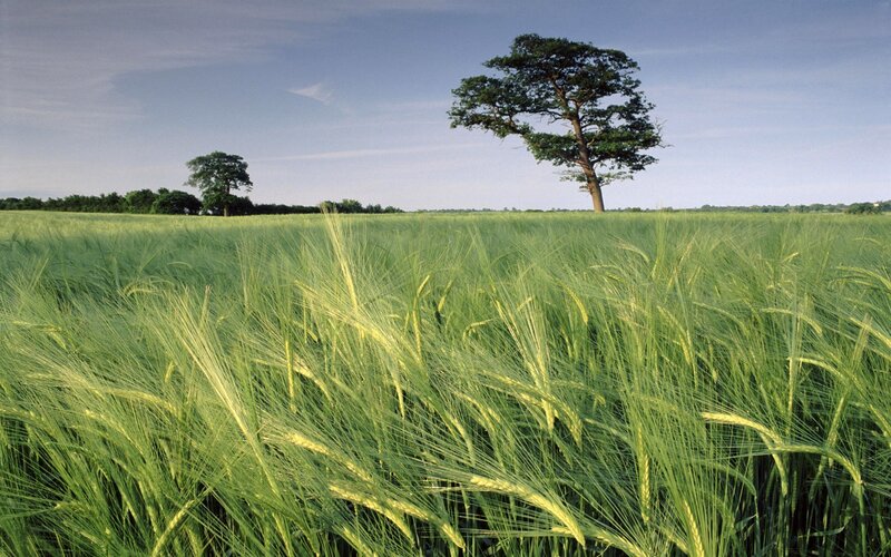 Green Wheat Field — Tree