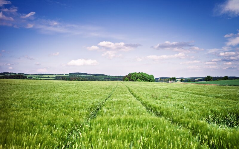 Green Wheat Field — Trees, Blue