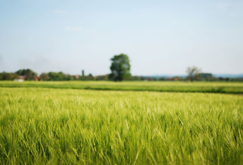 Green Wheat Field — Trees, Sky