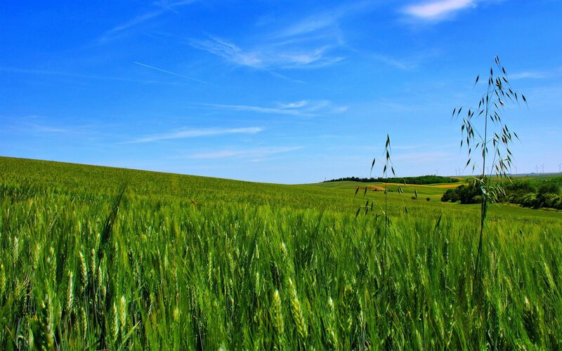 Green wheat field under blue sky