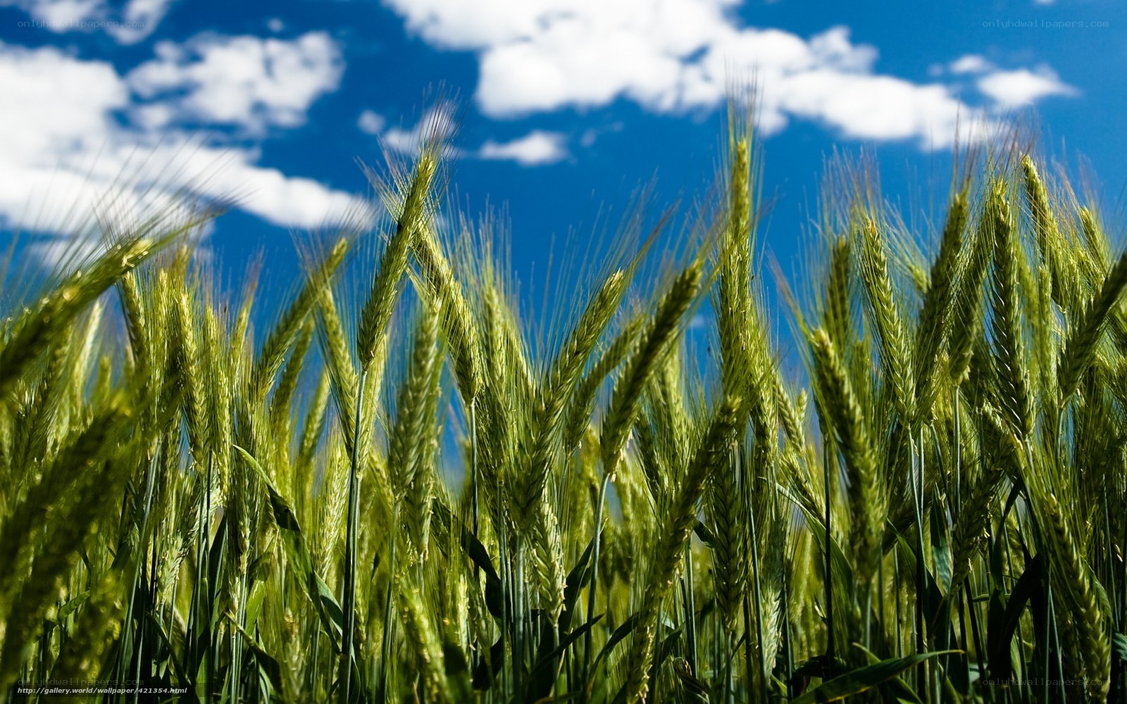 Green wheat field under blue sky
