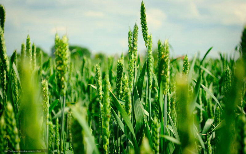 Green wheat field under blue sky