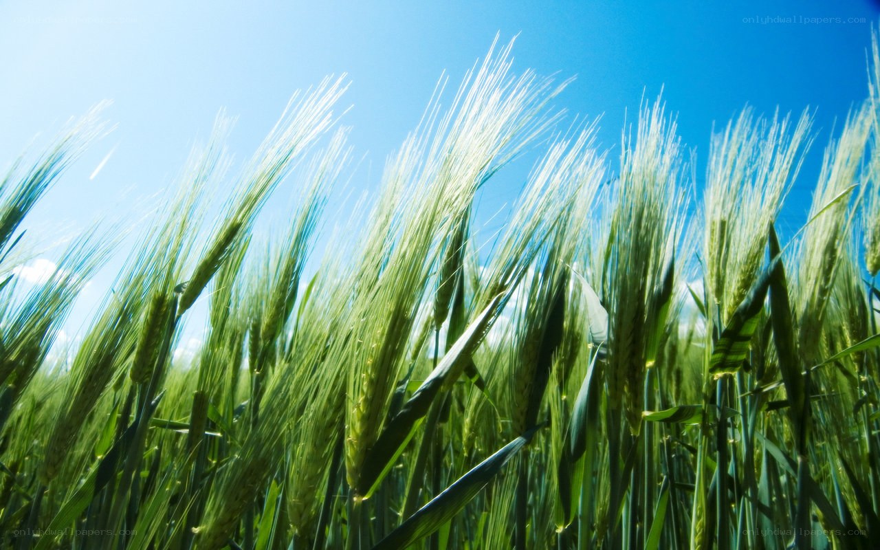 Green wheat field under blue sky