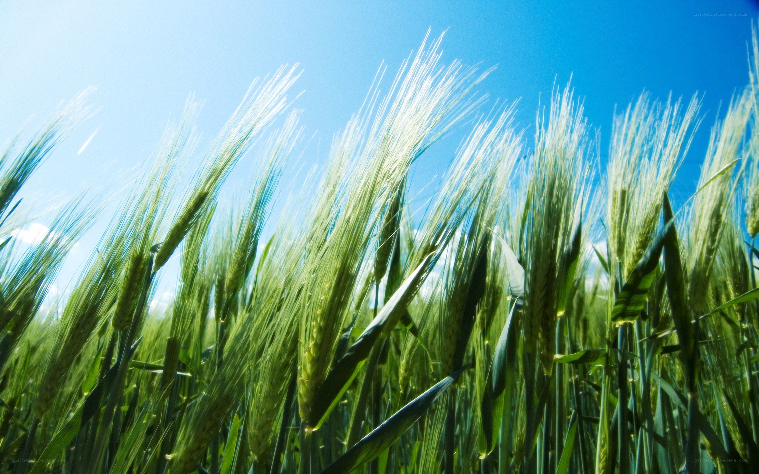 Green wheat field under blue sky