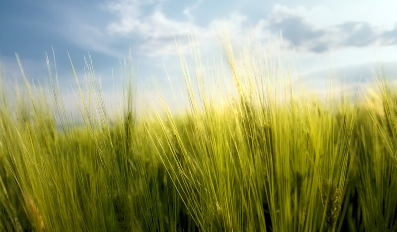 Green wheat field under blue sky