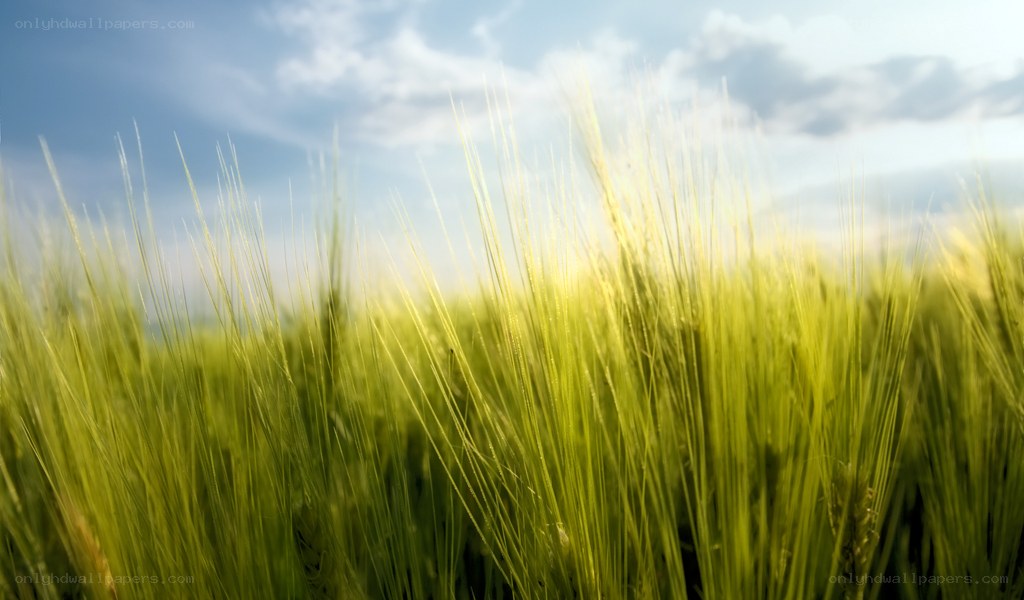 Green wheat field under blue sky