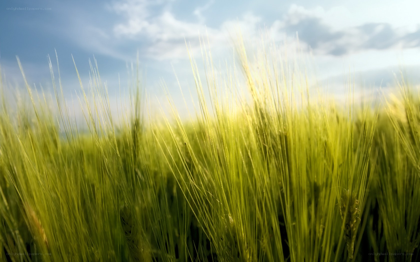 Green wheat field under blue sky