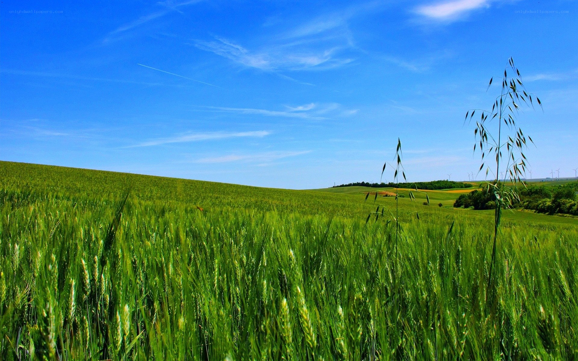 Green wheat field under blue sky