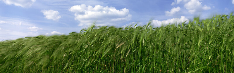 Green wheat field under blue sky