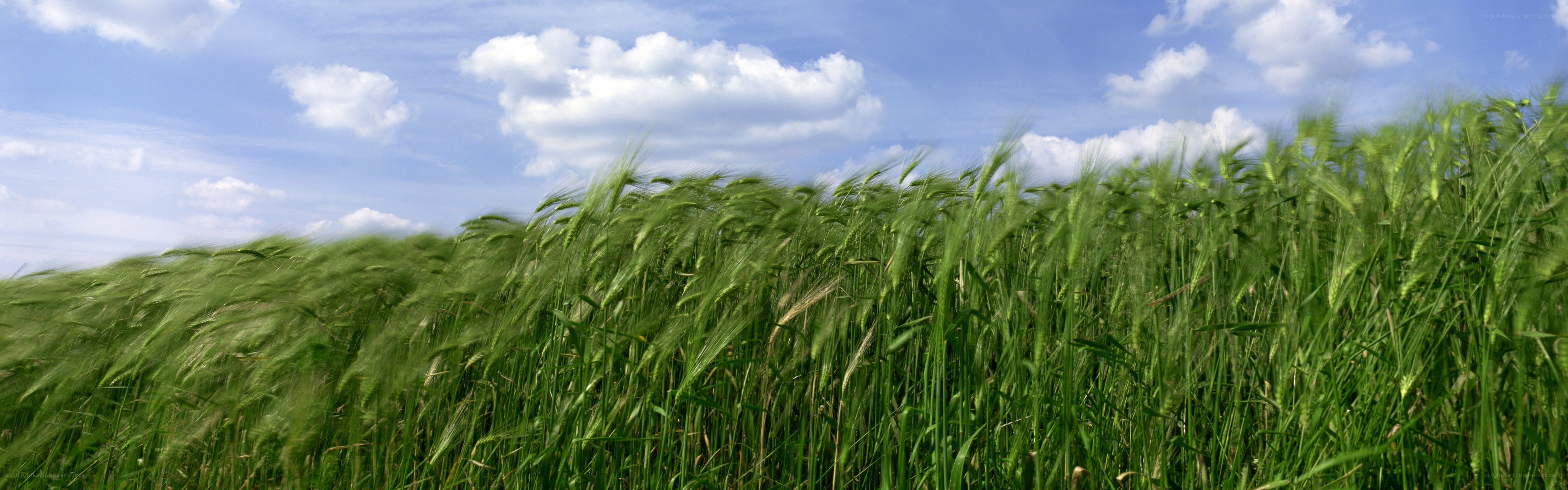 Green wheat field under blue sky