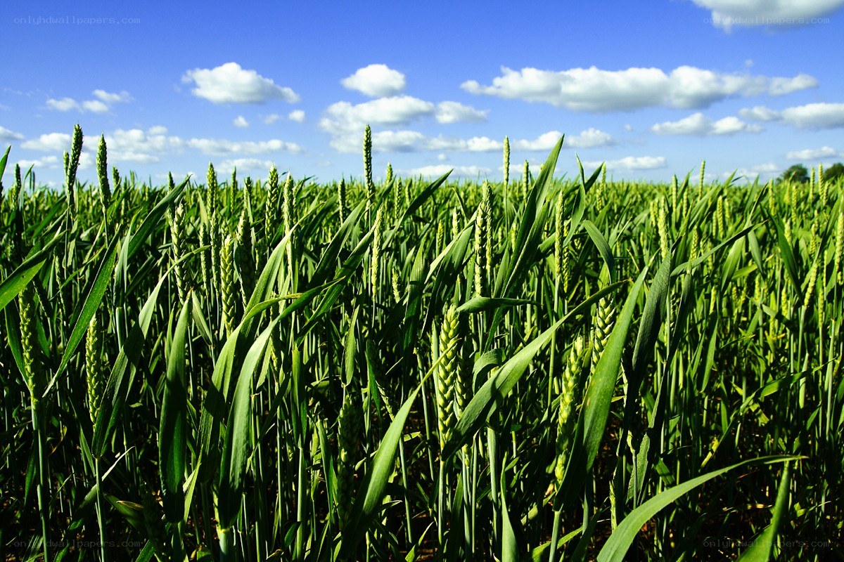 Green wheat field under blue sky