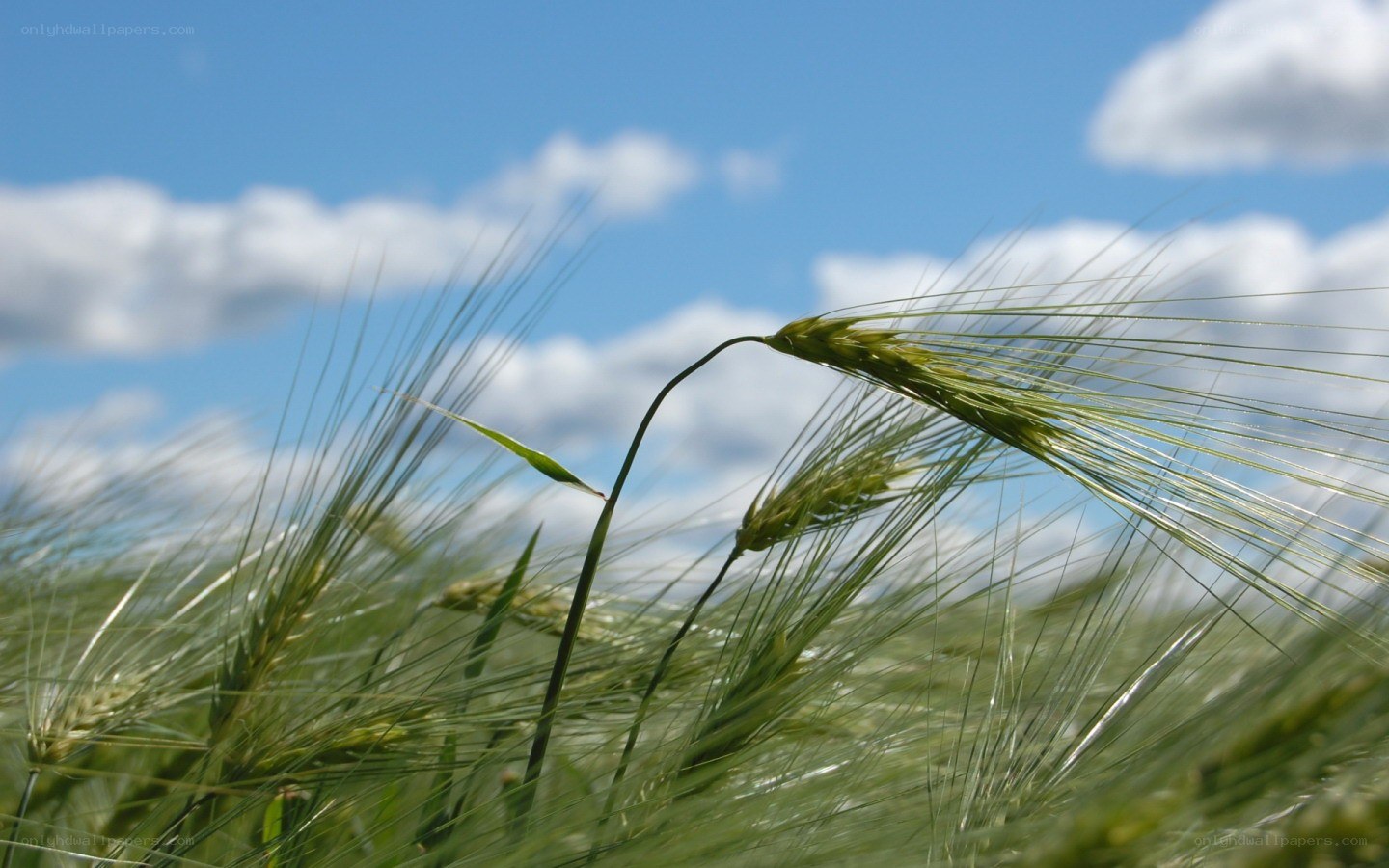 Green wheat field under blue sky