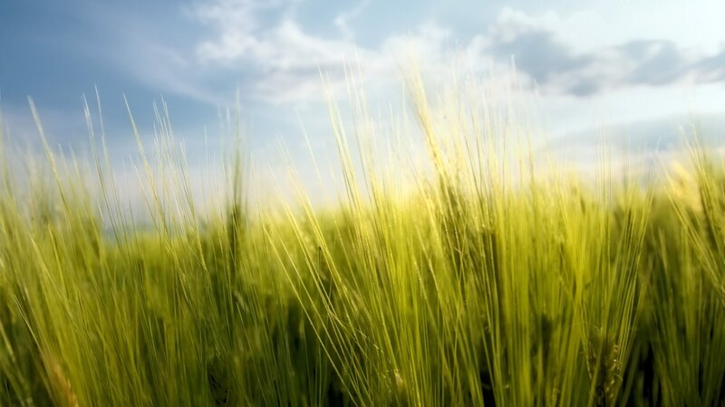 Green wheat field under blue sky