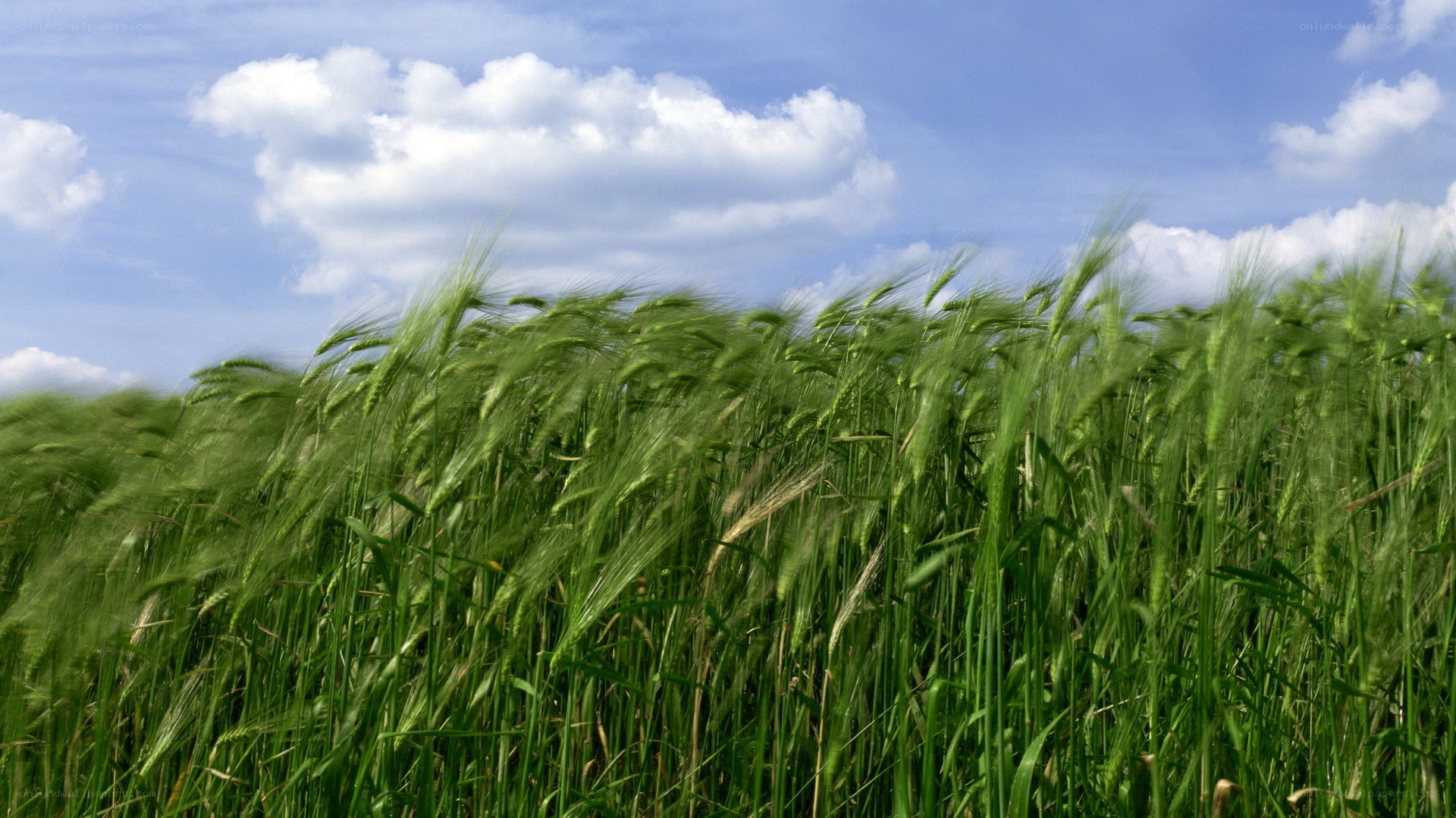 Green wheat field under blue sky