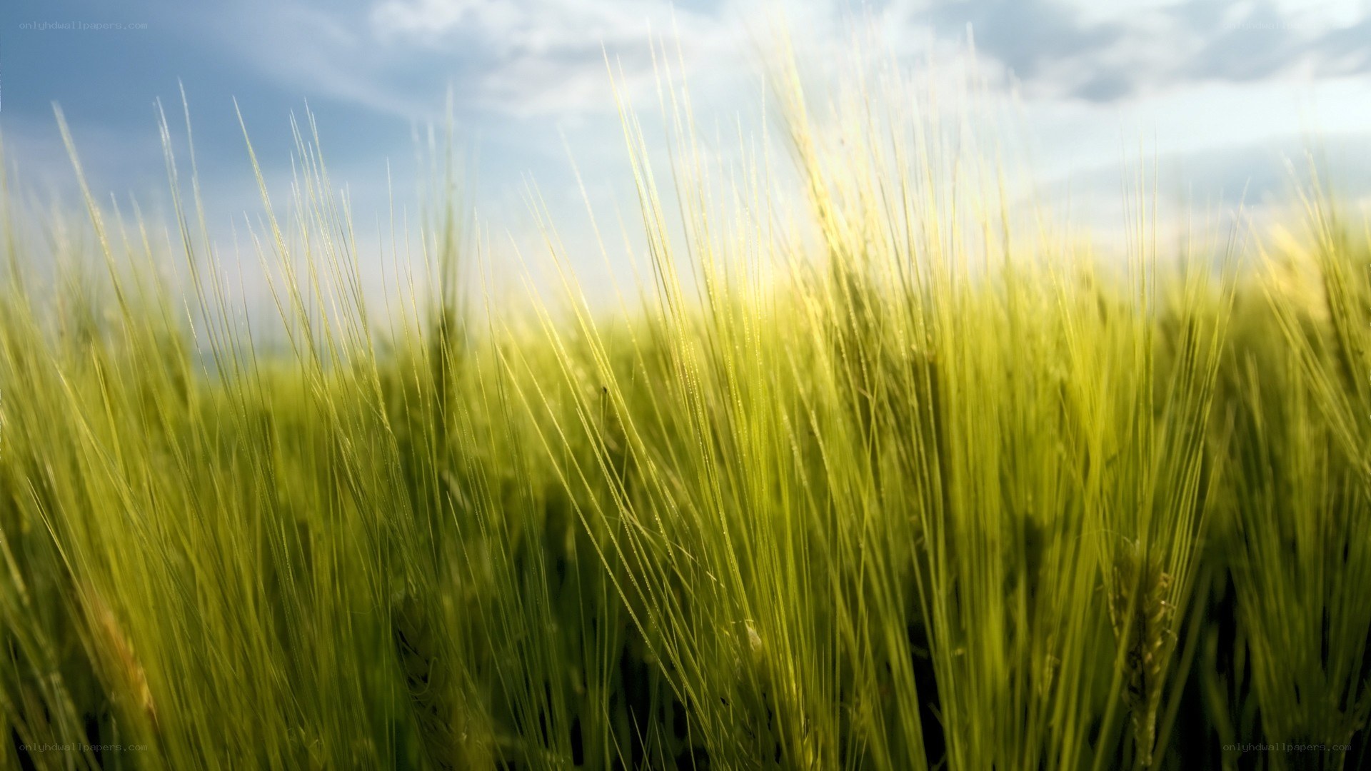 Green wheat field under blue sky