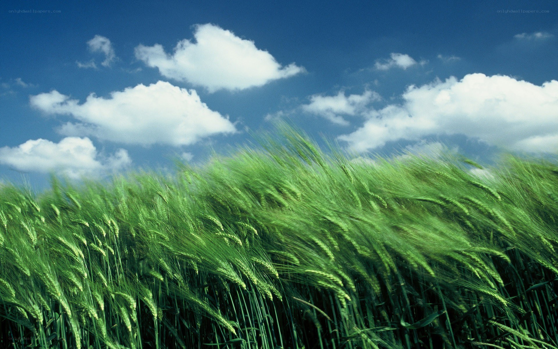 Green wheat field under blue sky