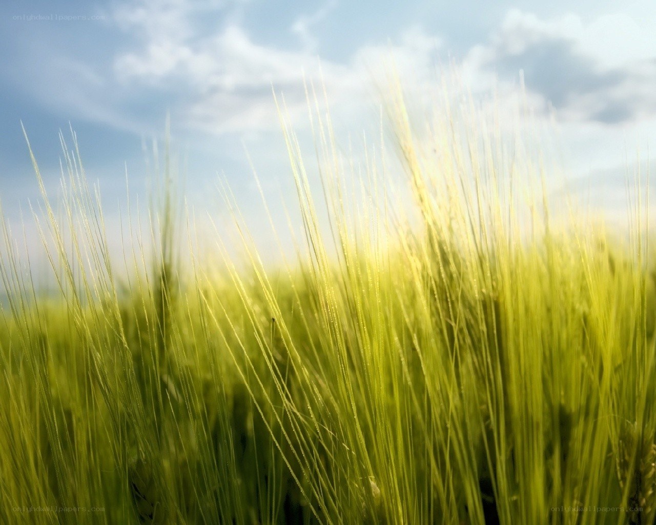 Green wheat field under blue sky