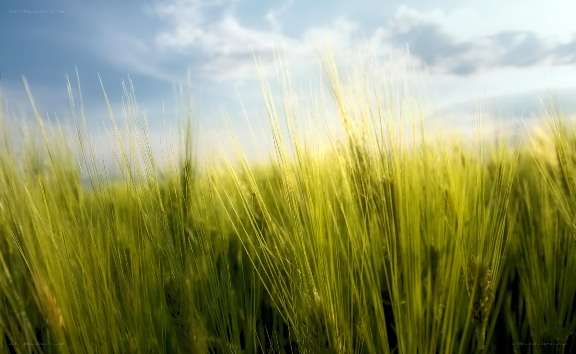 Green wheat field under blue sky