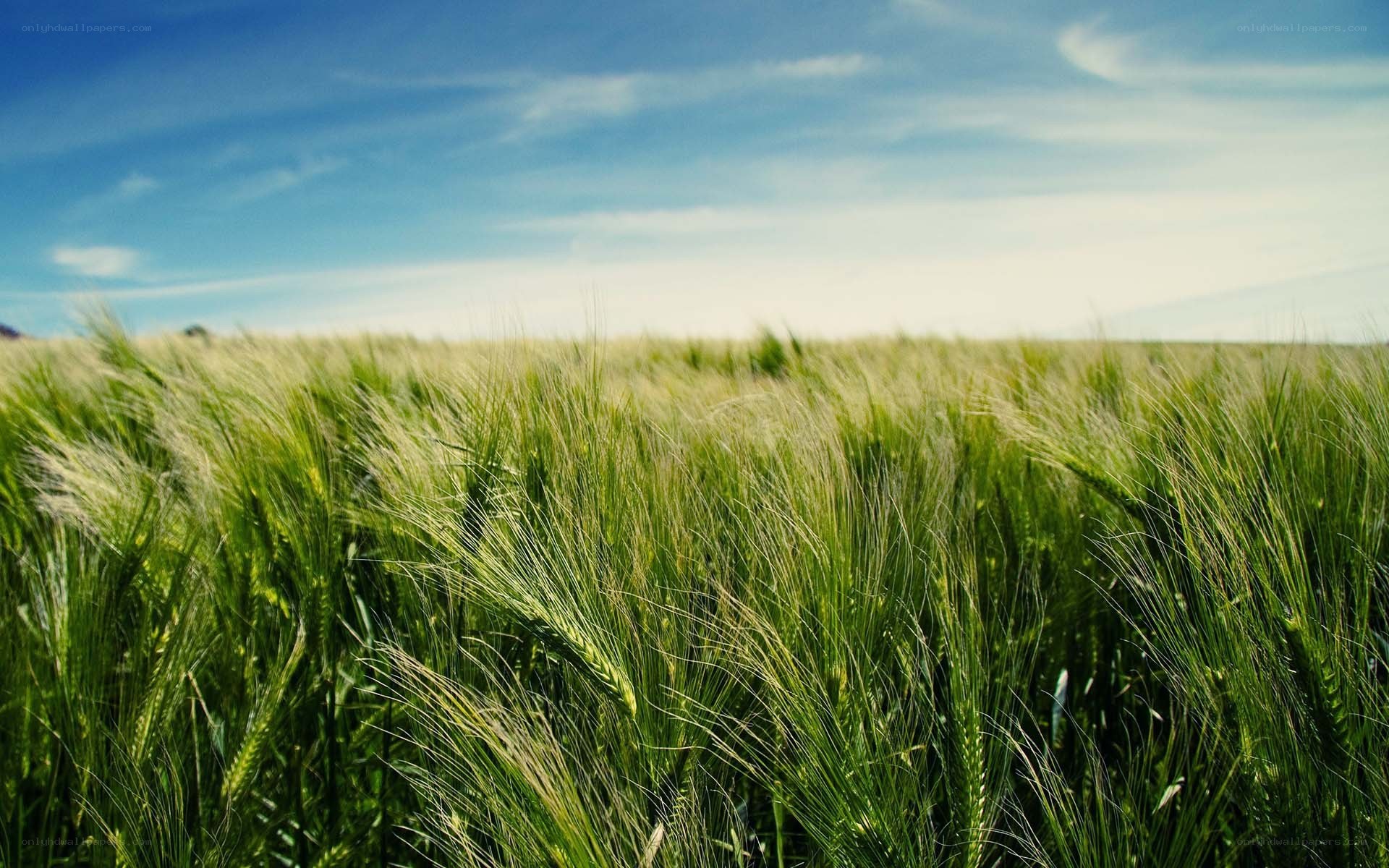 Green wheat field under blue sky