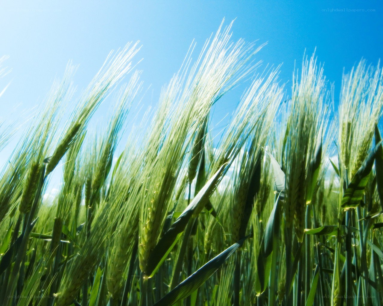 Green wheat field under blue sky