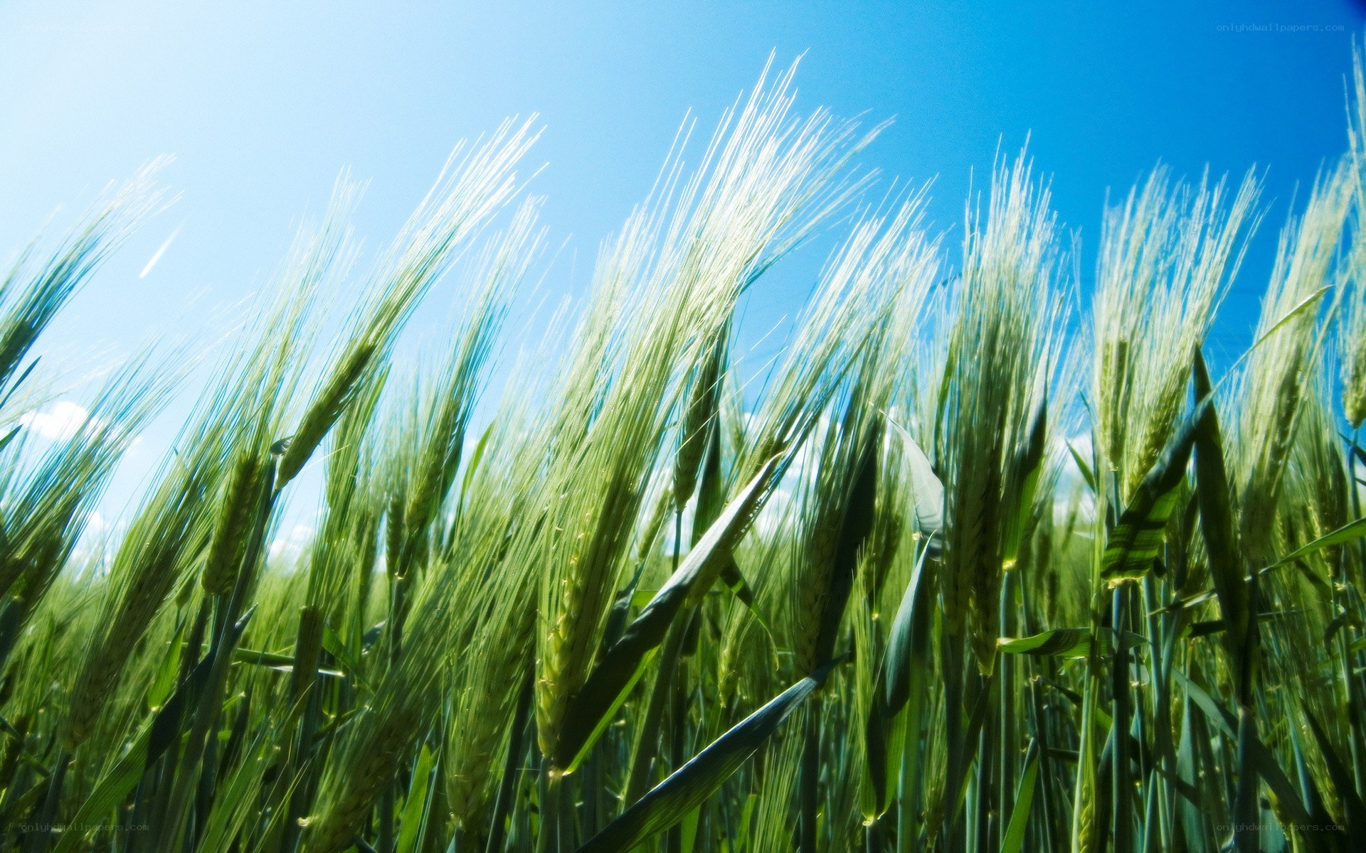 Green wheat field under blue sky