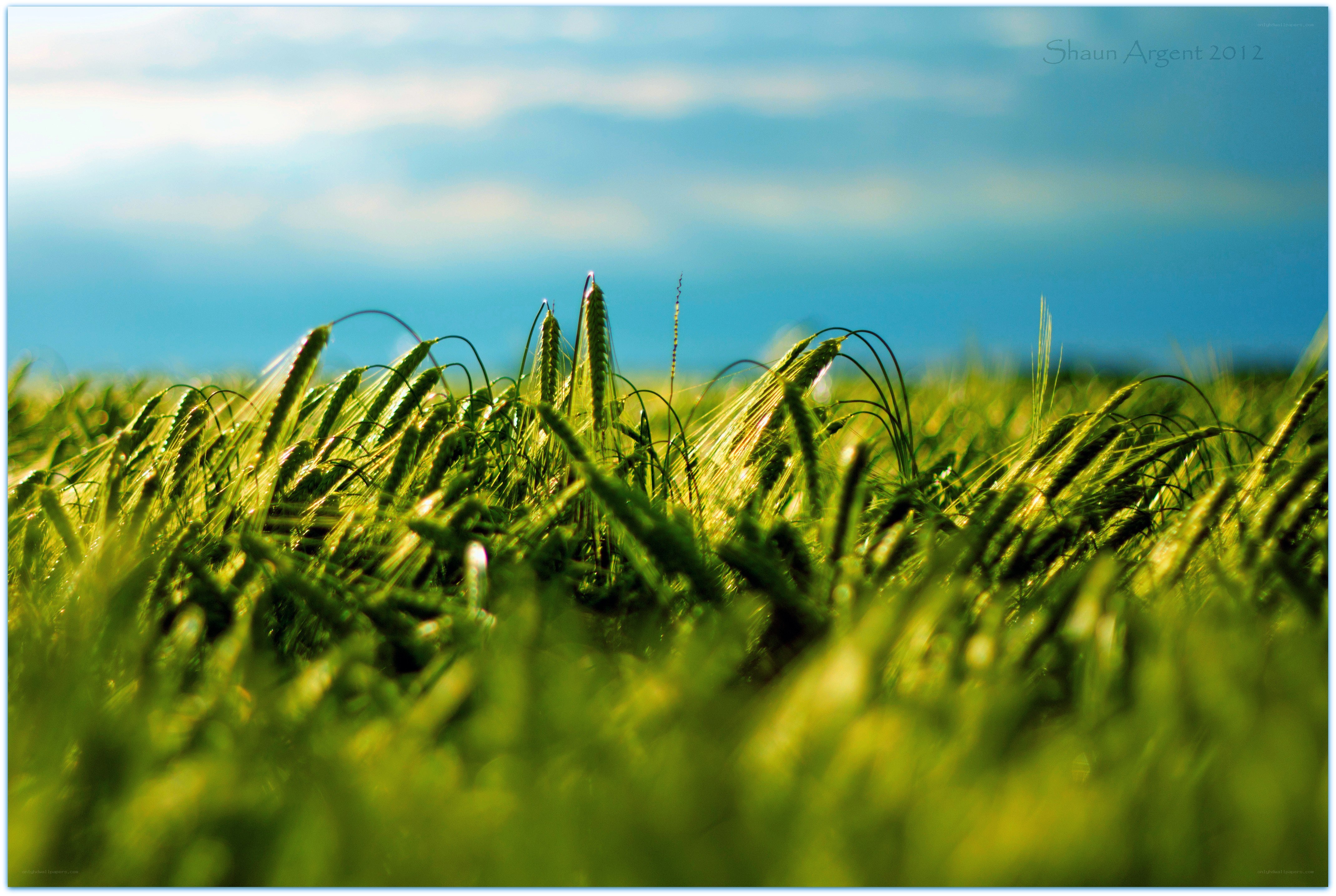 Green wheat field under blue sky