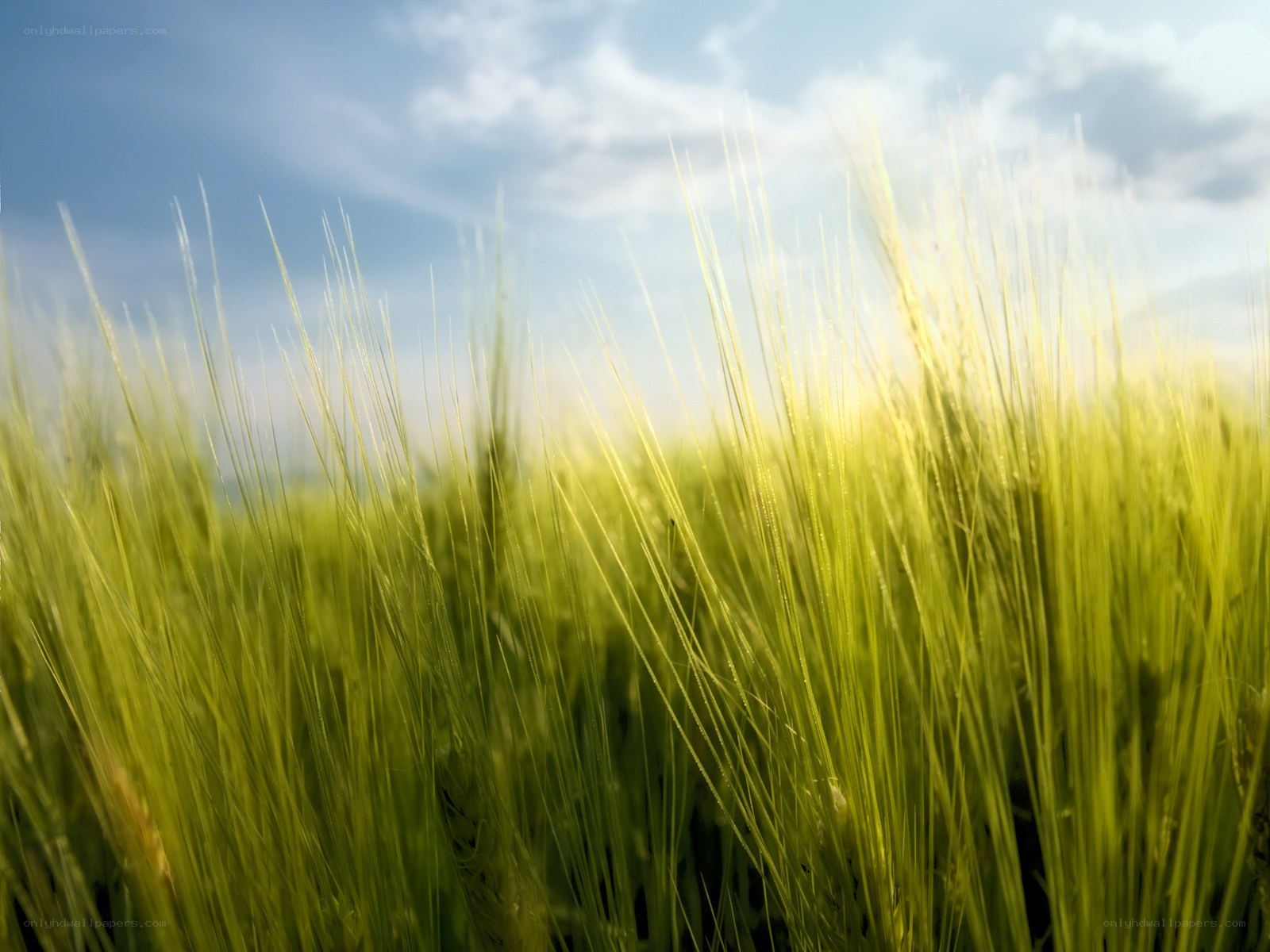 Green wheat field under blue sky