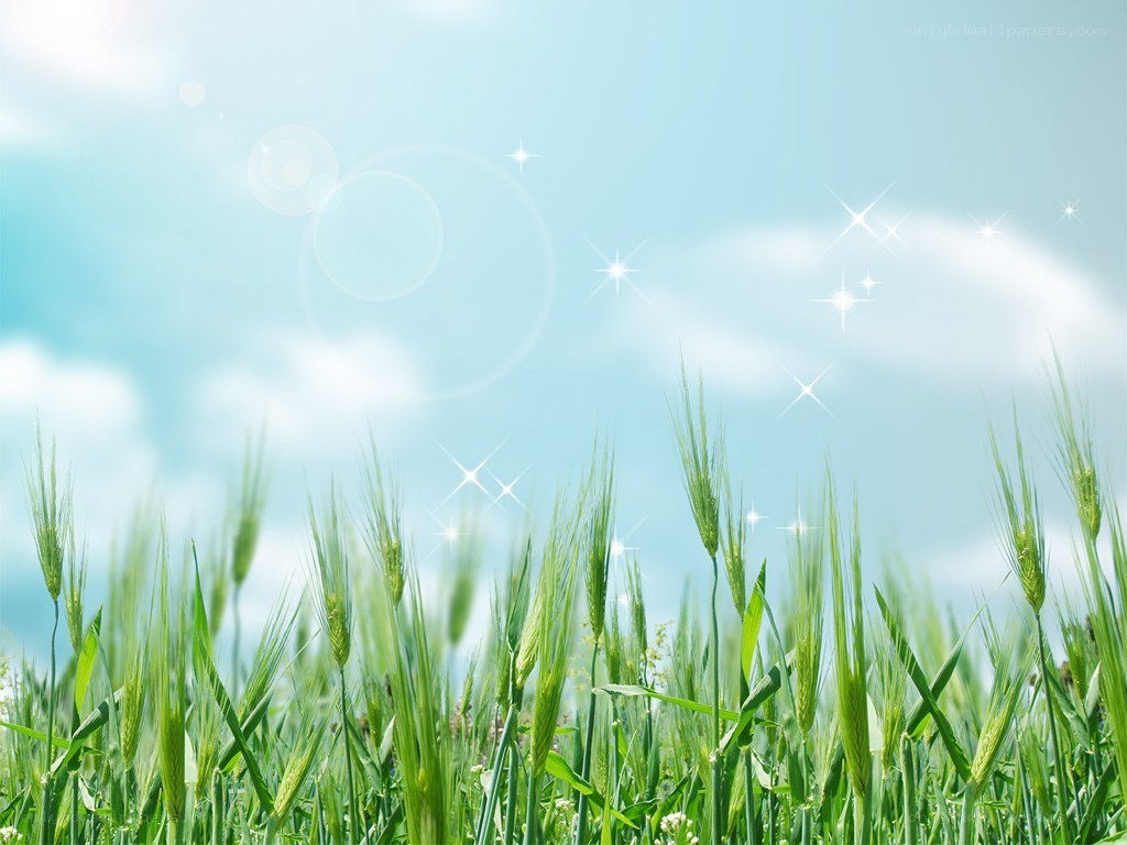 Green wheat field under blue sky