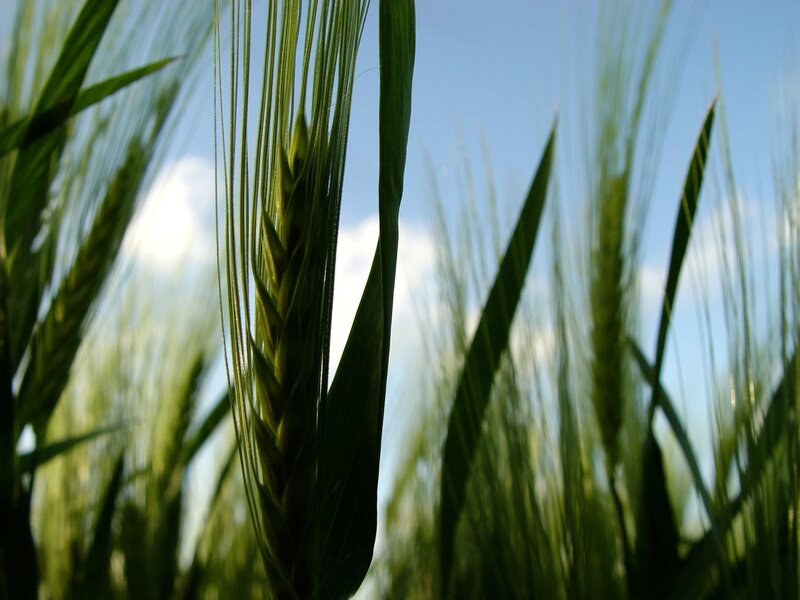 Green wheat field under blue sky