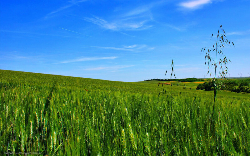 Green wheat field under blue sky