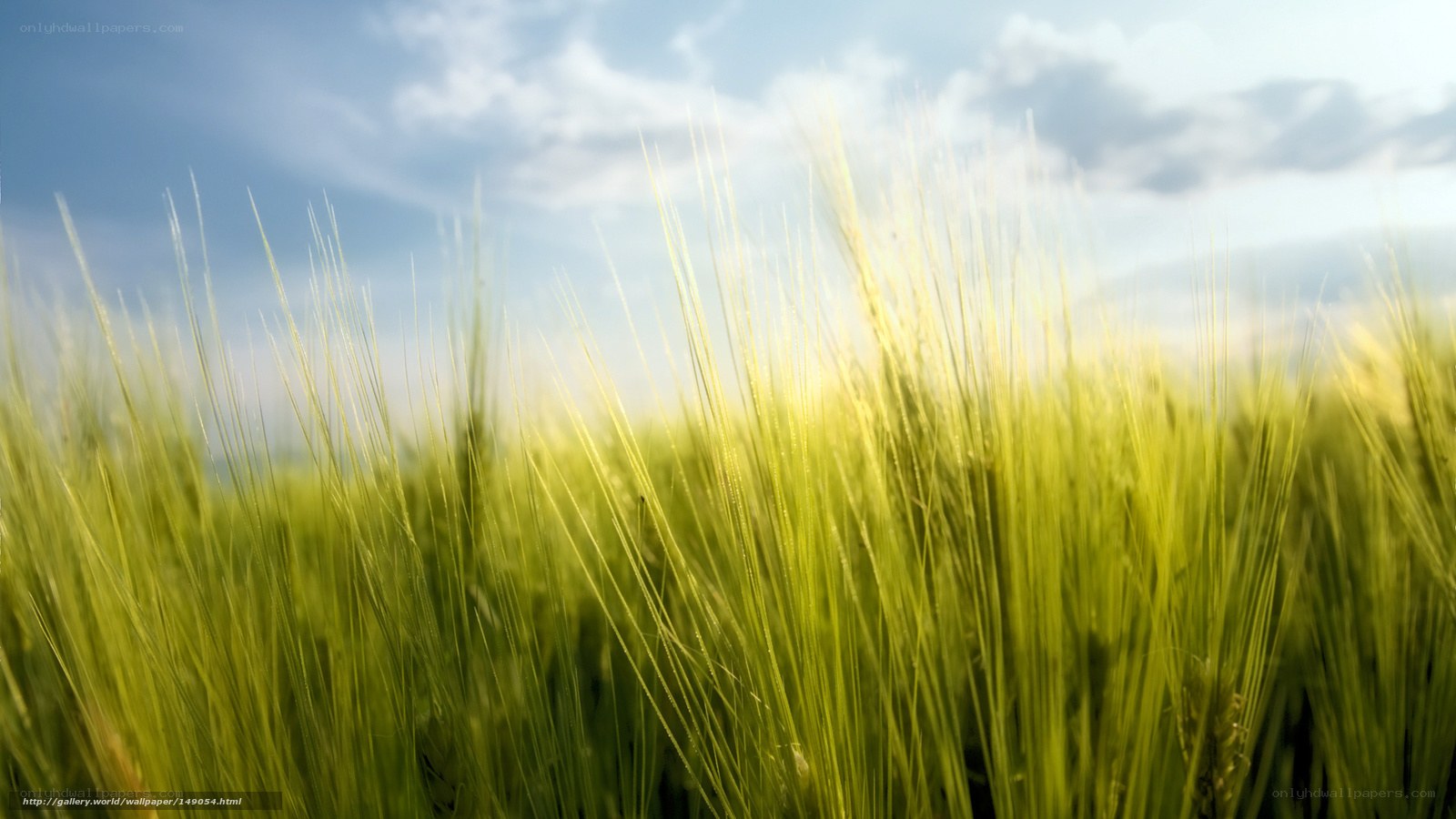 Green wheat field under blue sky