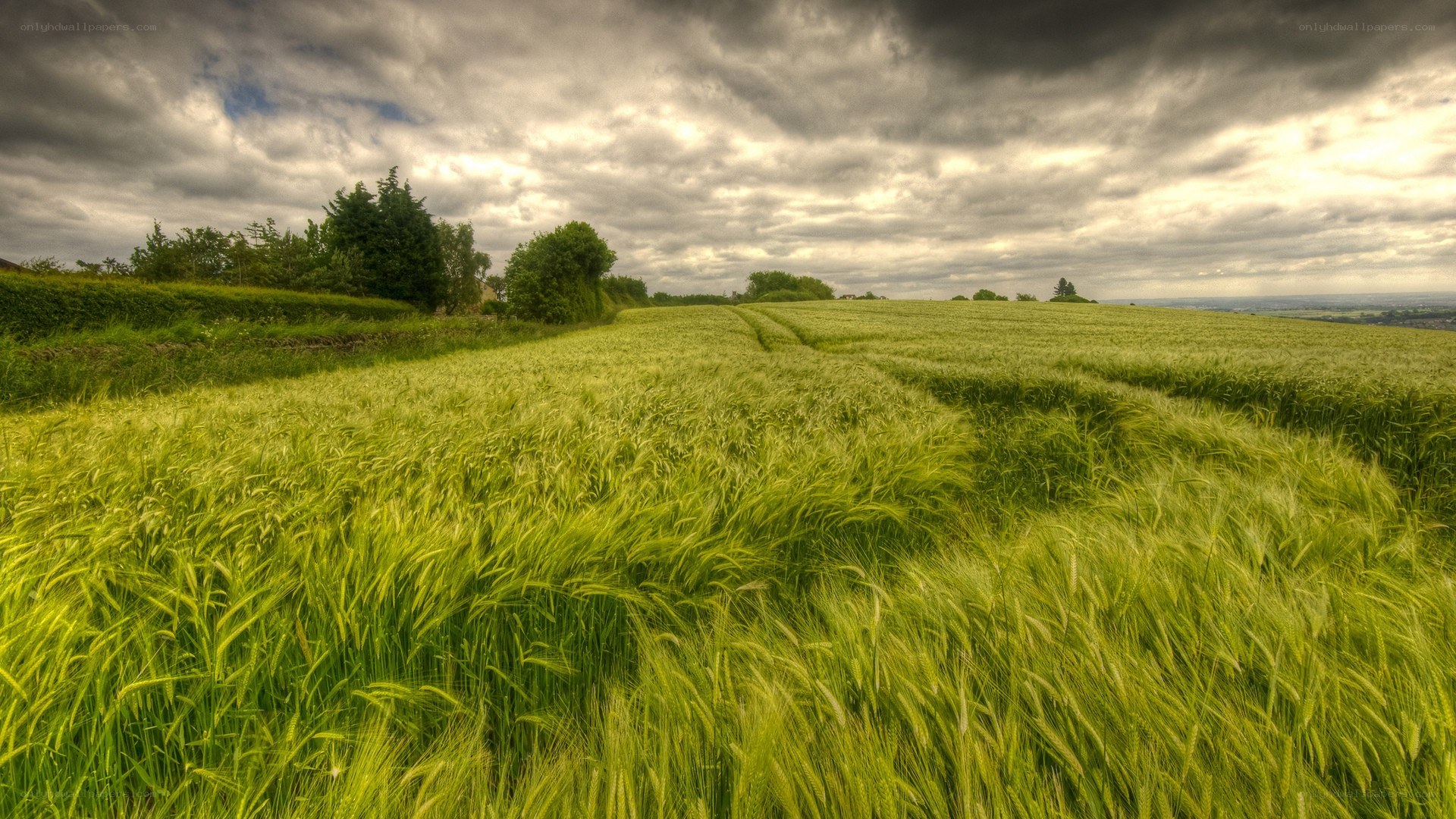 Green wheat field under cloudy sky