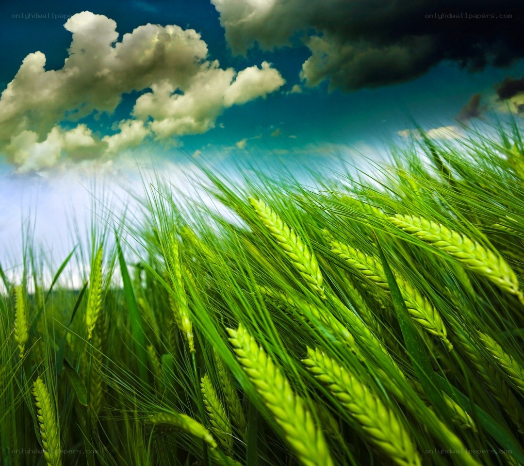 Green wheat field under cloudy sky