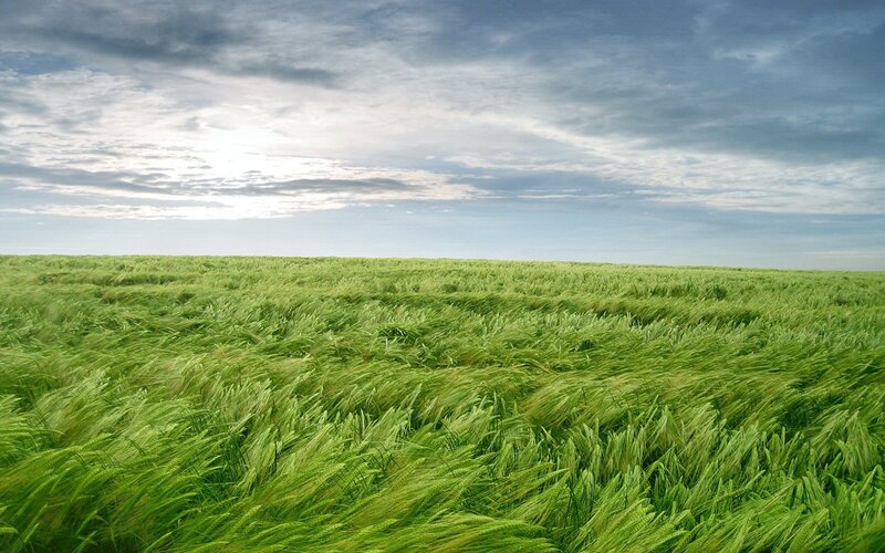 Green wheat field under cloudy sky