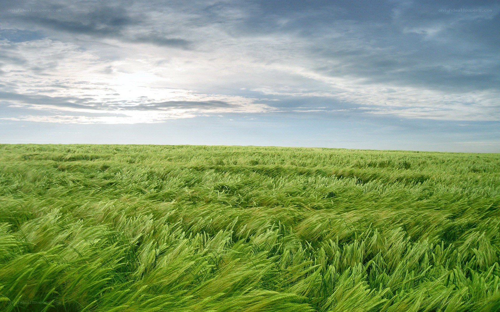 Green wheat field under cloudy sky