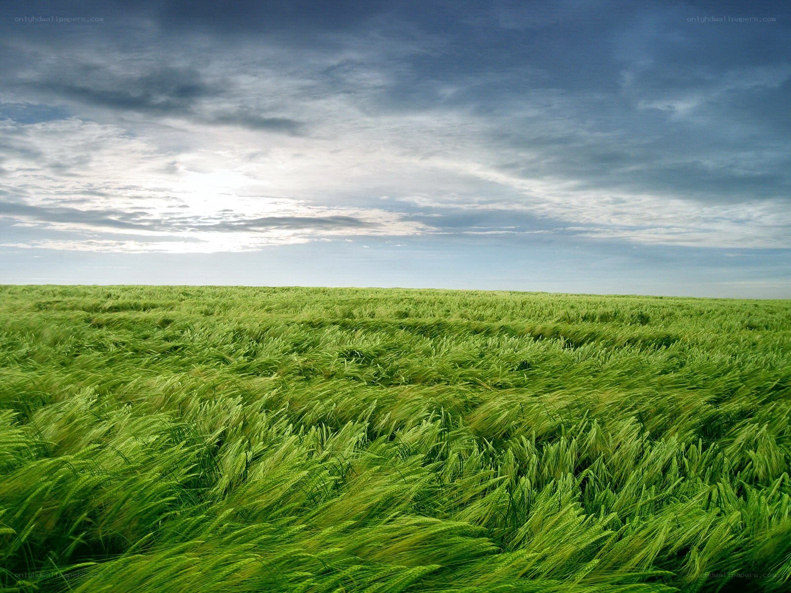 Green wheat field under cloudy sky