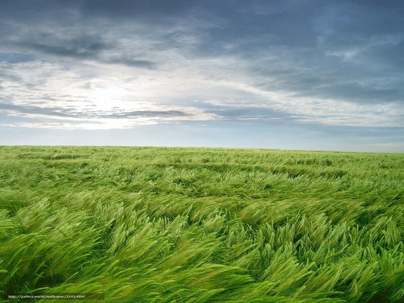 Green Wheat Field Under Cloudy Sky