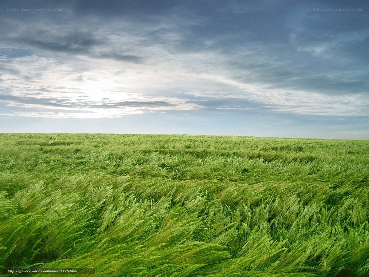 Green Wheat Field Under Cloudy Sky