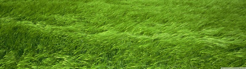 Green Wheat Field — Wind
