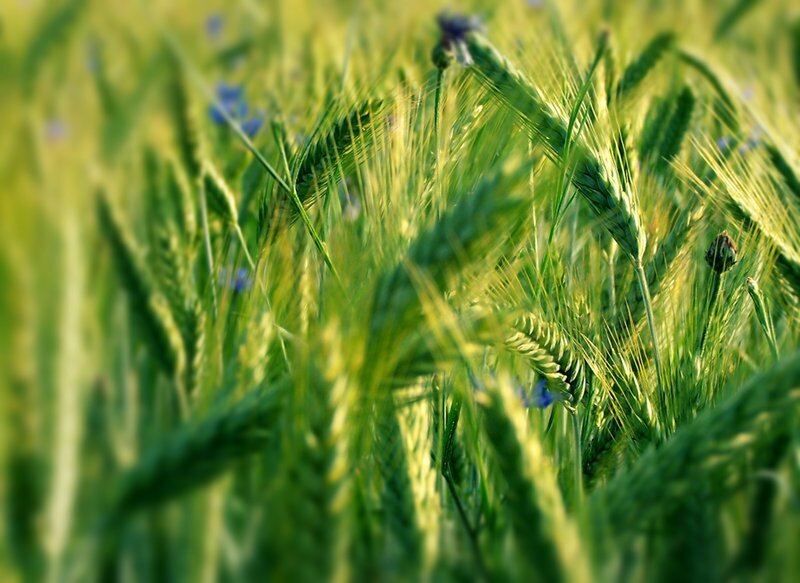 Green wheat field with blue flowers