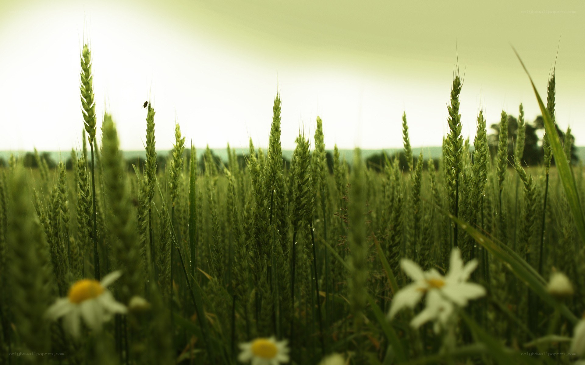 Green wheat field with daisies