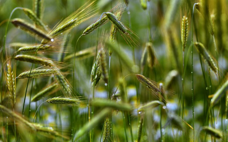 Green wheat field with dew