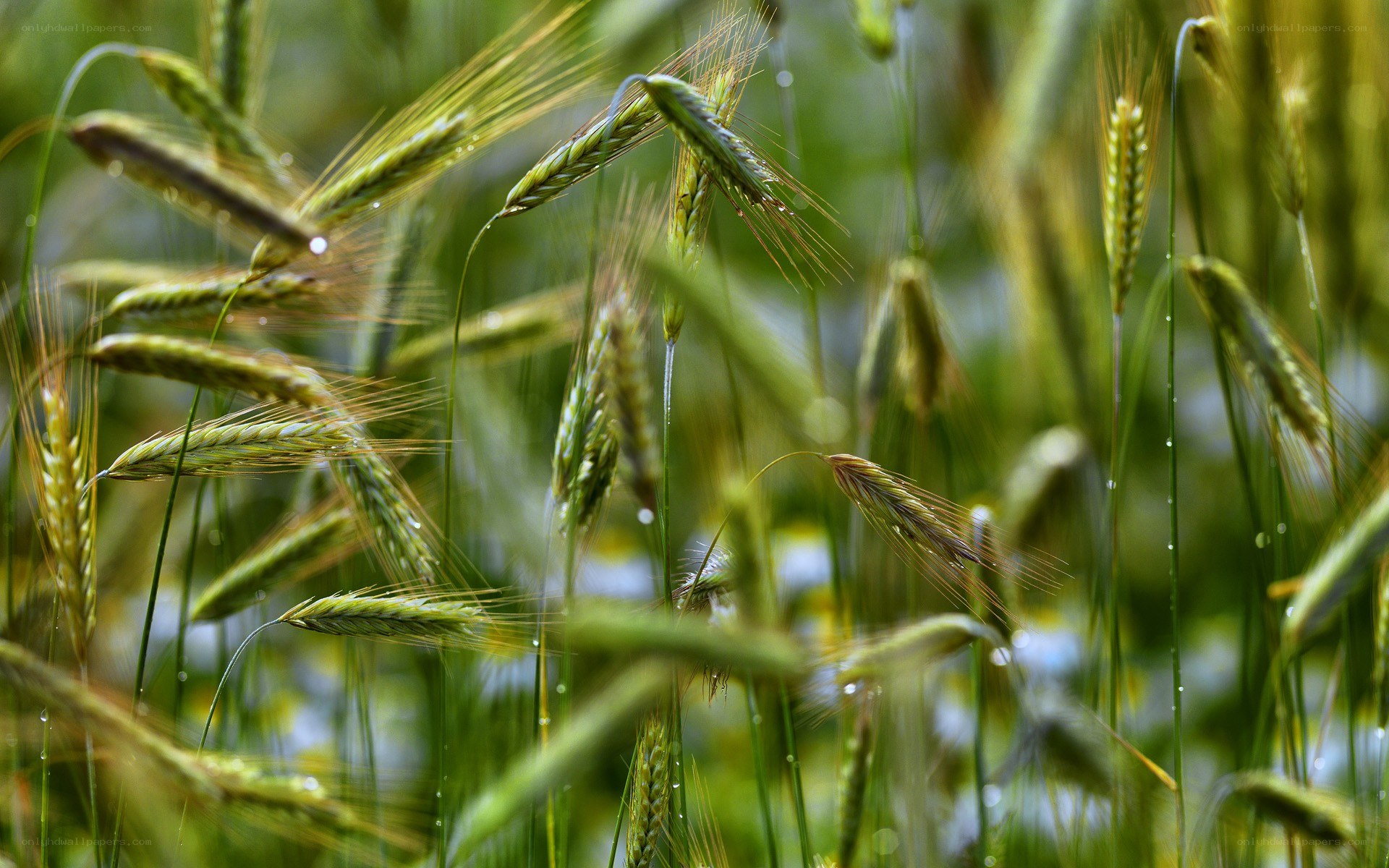 Green wheat field with dew