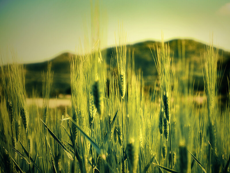 Green wheat field with hills