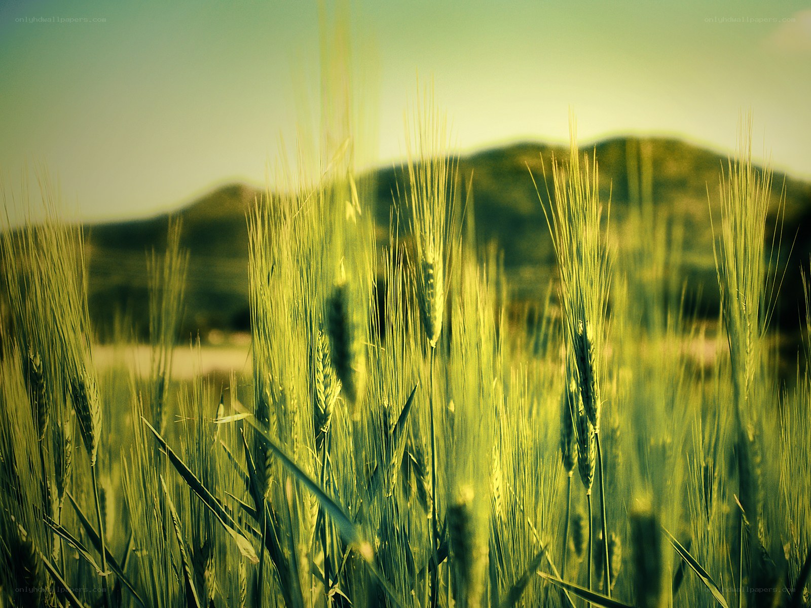 Green wheat field with hills