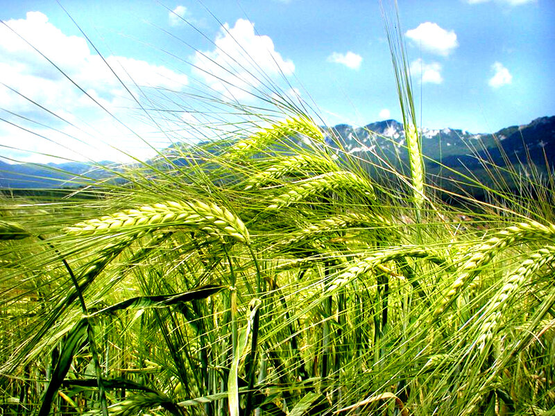 Green wheat field with mountains