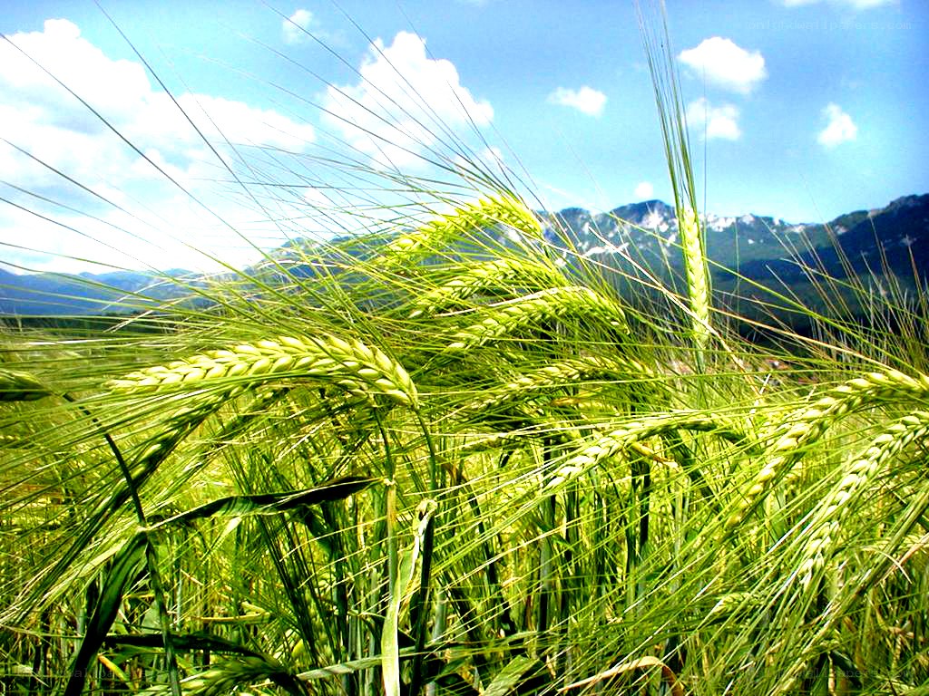 Green wheat field with mountains